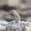 Traquet motteux dans le Finistère